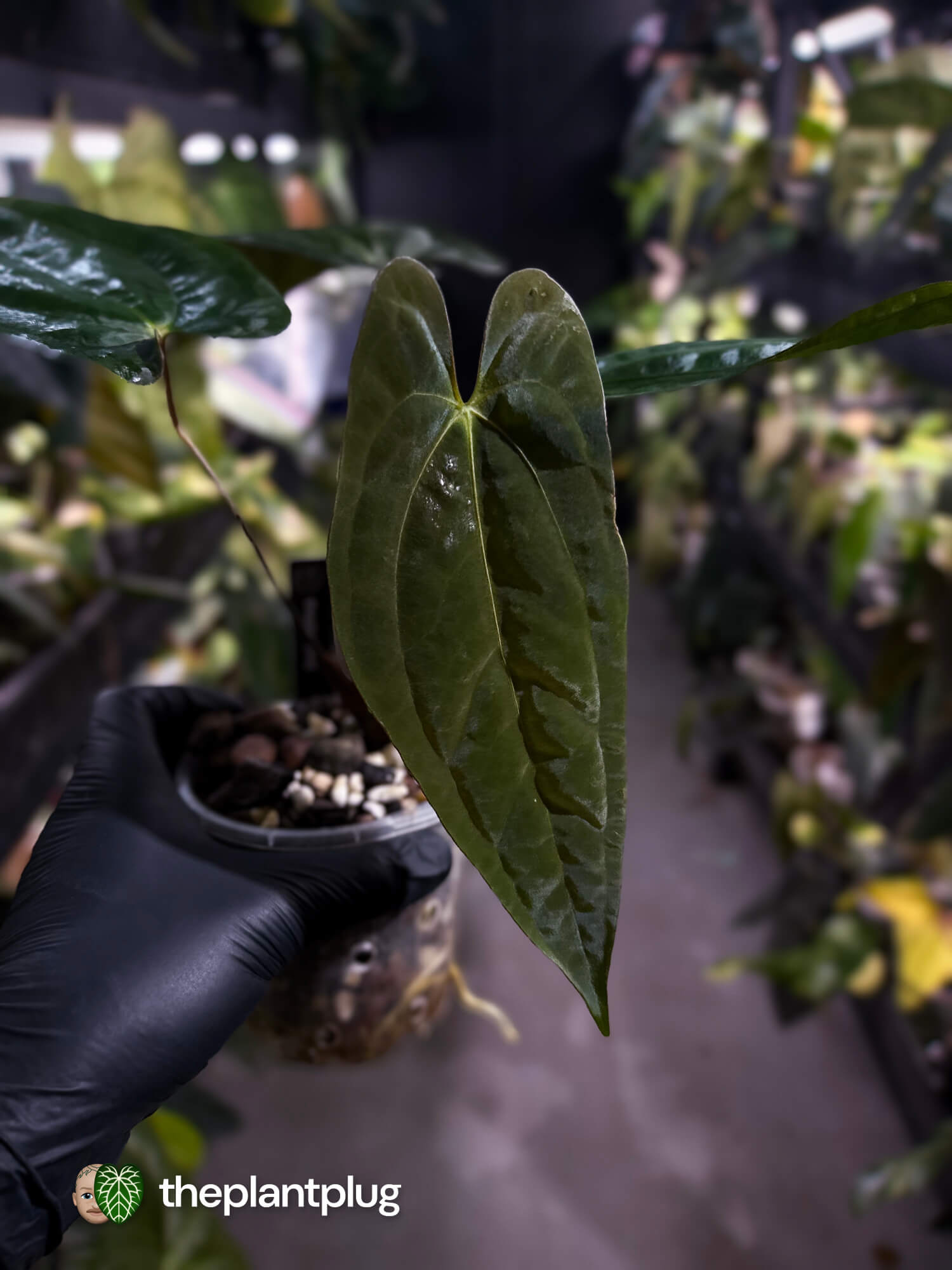 Anthurium papillilaminum 'RA6' x 'RVDP'