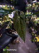 Anthurium papillilaminum 'RA6' x 'RVDP'