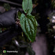 Anthurium 'Michelin Man' x (papillilaminum x luxurians)