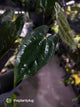 Anthurium papillilaminum 'RA6' x 'RVDP'