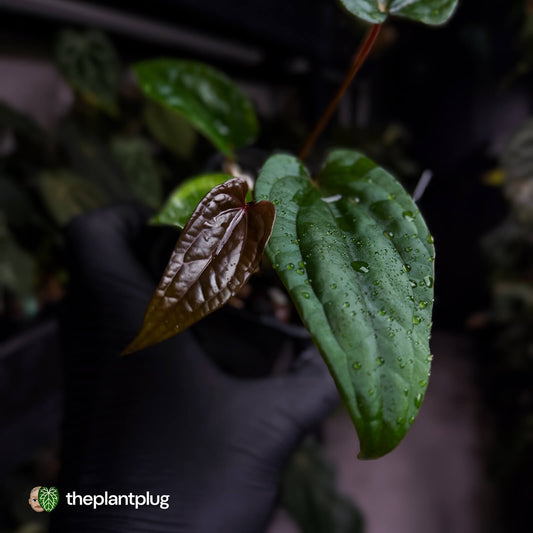 Anthurium 'Michelin Man' x (papillilaminum x luxurians)