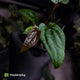 Anthurium 'Michelin Man' x (papillilaminum x luxurians)
