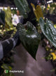 Anthurium papillilaminum 'RA6' x 'RVDP'