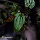 Anthurium 'Michelin Man' x (papillilaminum x luxurians)
