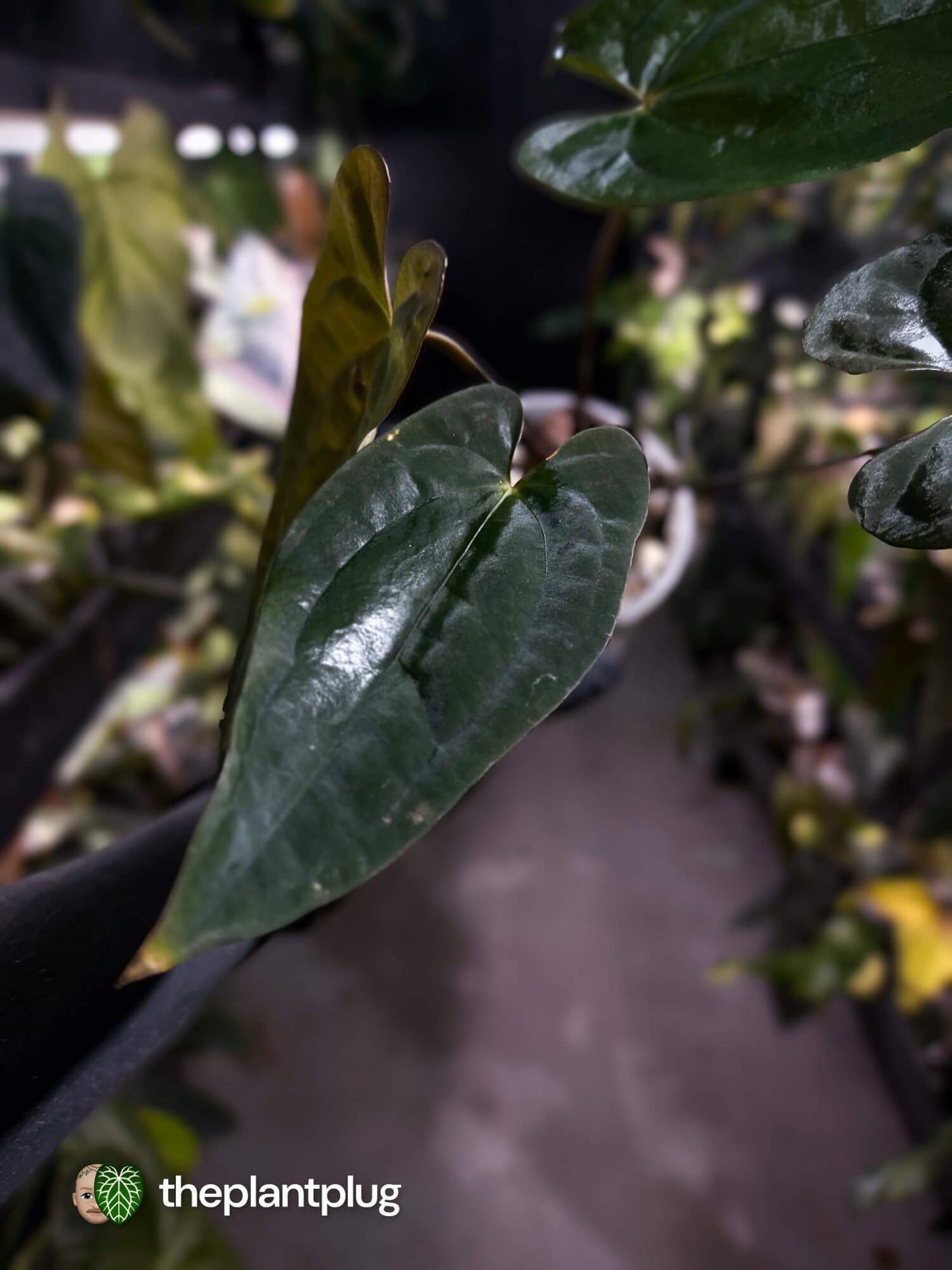 Anthurium papillilaminum 'RA6' x 'RVDP'
