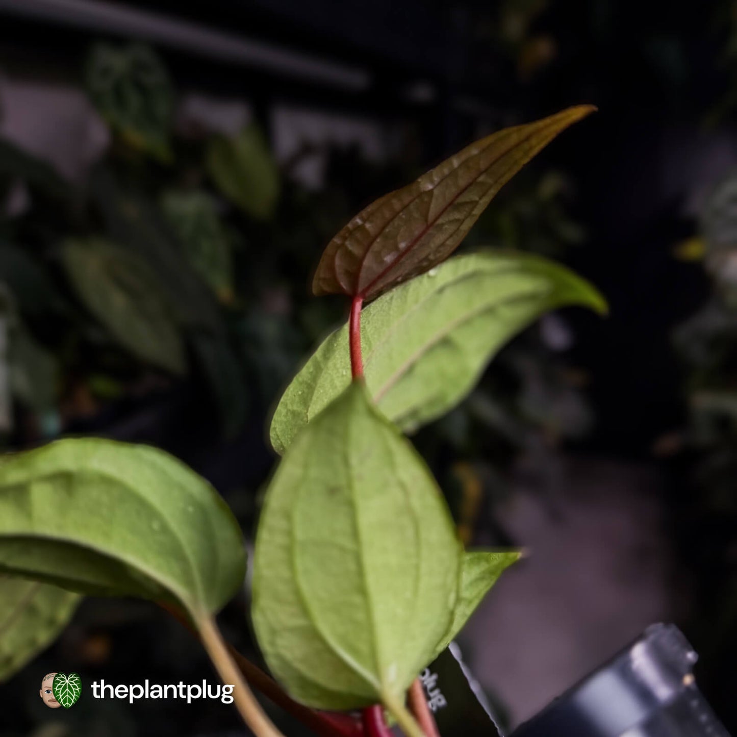 Anthurium 'Michelin Man' x (papillilaminum x luxurians)