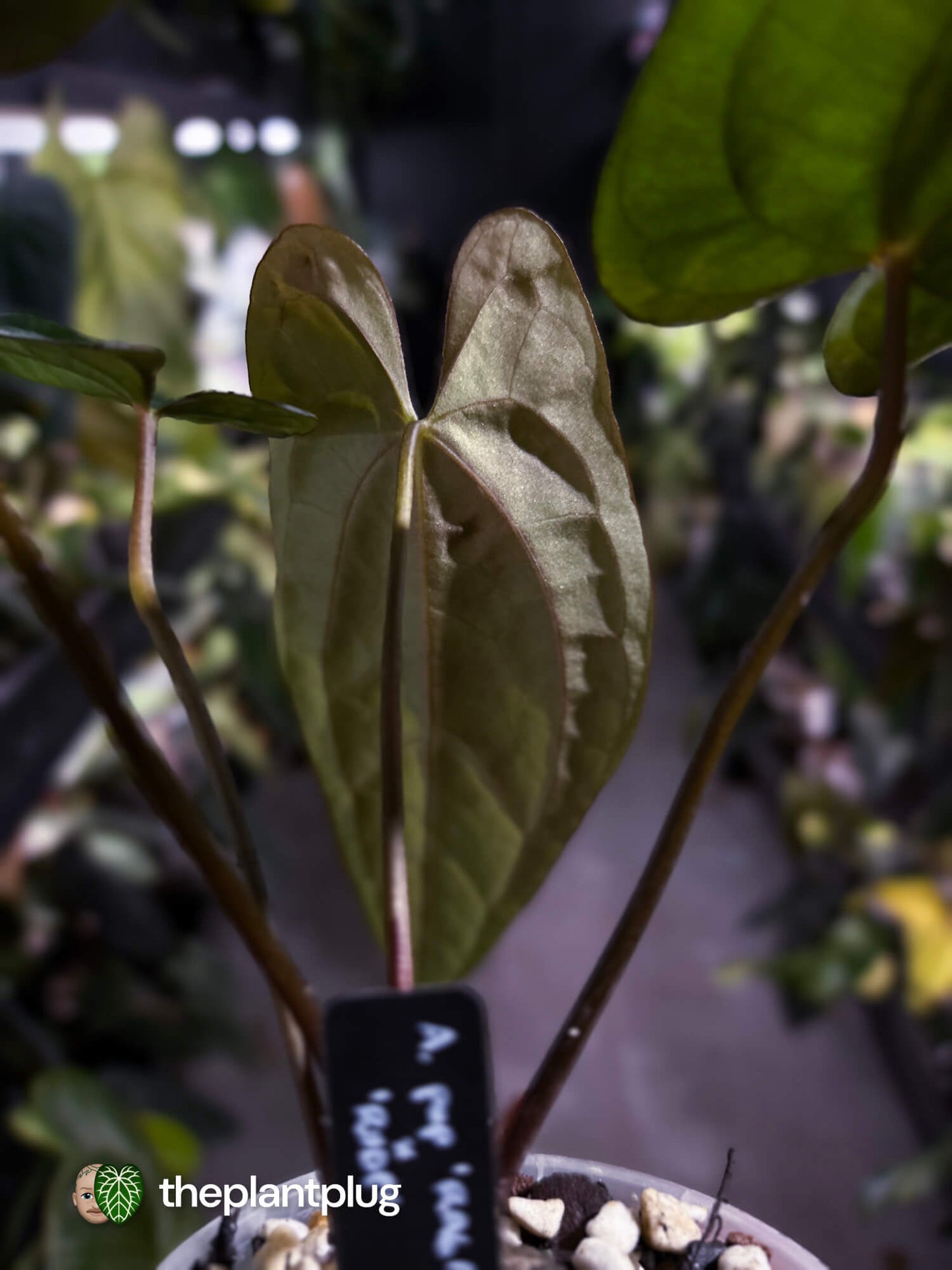 Anthurium papillilaminum 'RA6' x 'RVDP'