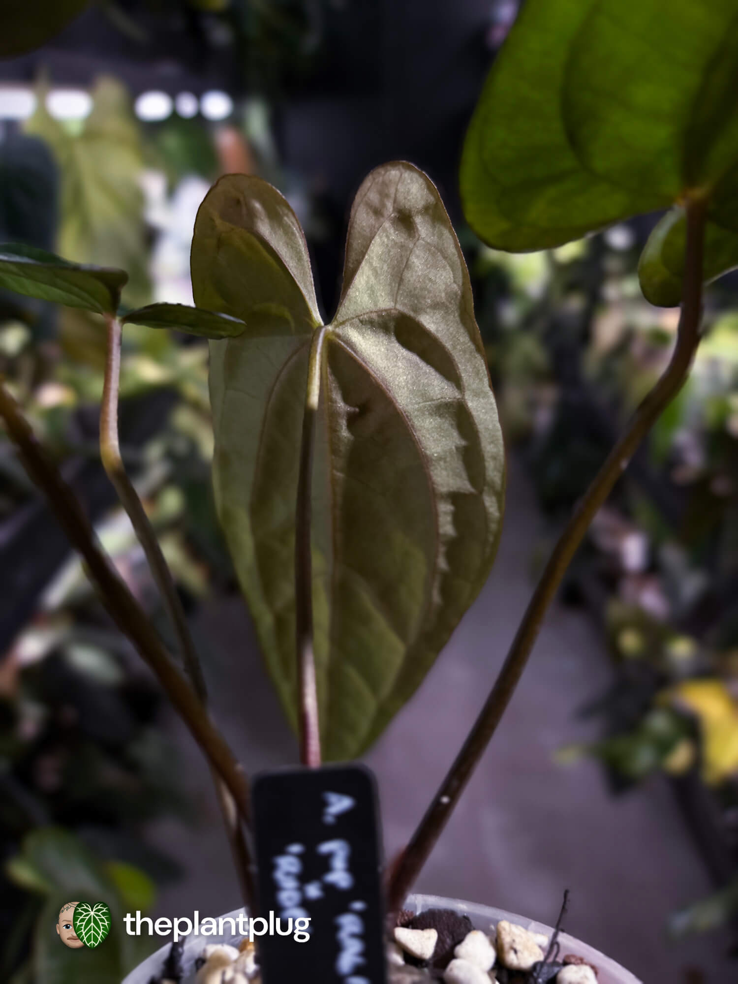Anthurium papillilaminum 'RA6' x 'RVDP'