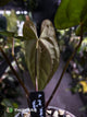 Anthurium papillilaminum 'RA6' x 'RVDP'