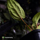 Anthurium 'Michelin Man' x (papillilaminum x luxurians)