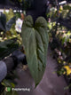 Anthurium papillilaminum 'Red Abaxial' x NOID