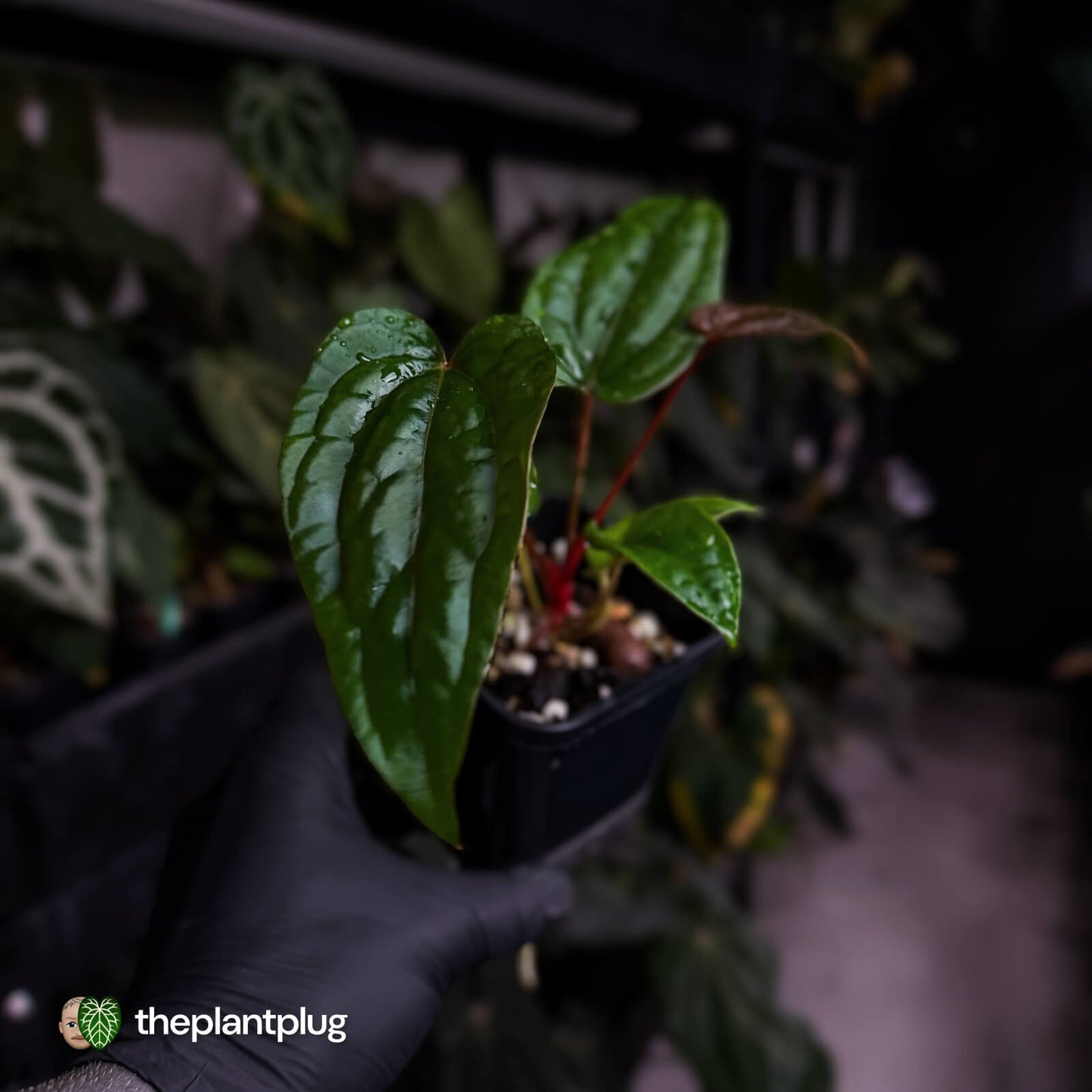Anthurium 'Michelin Man' x (papillilaminum x luxurians)