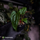 Anthurium 'Michelin Man' x (papillilaminum x luxurians)