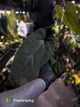 Anthurium papillilaminum 'Red Abaxial' x NOID