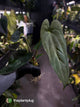 Anthurium papillilaminum 'Red Abaxial' x NOID