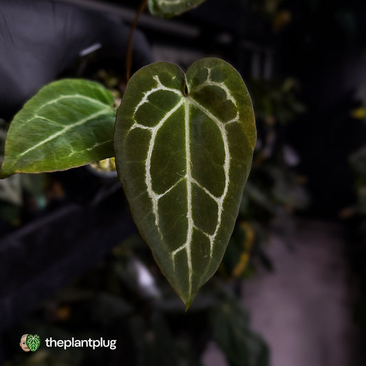 Anthurium 'Michelle' x 'Black Widow'