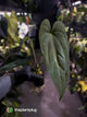 Anthurium papillilaminum 'Red Abaxial' x NOID