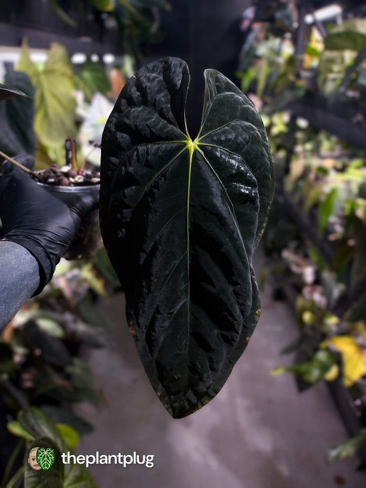 Anthurium #Baphomet • select holdback 🖤