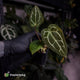 Anthurium 'Michelle' x 'Black Widow'