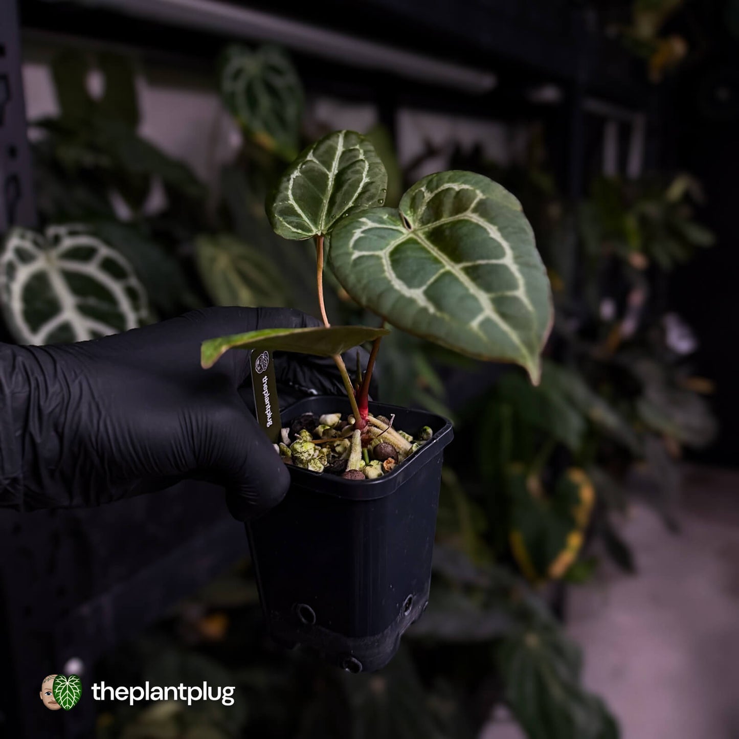 Anthurium 'Michelle' x 'Black Widow'