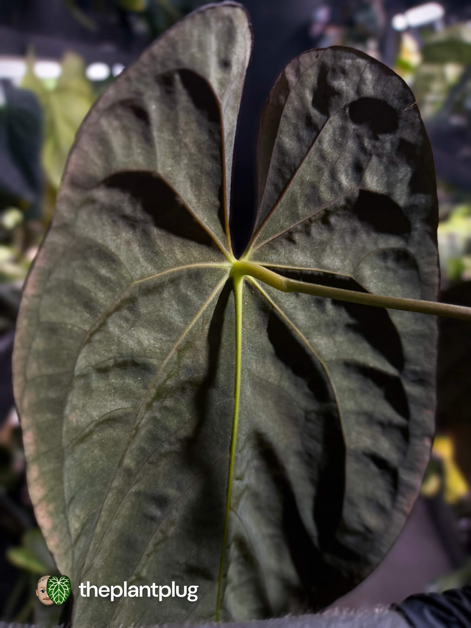 Anthurium #Baphomet • select holdback 🖤