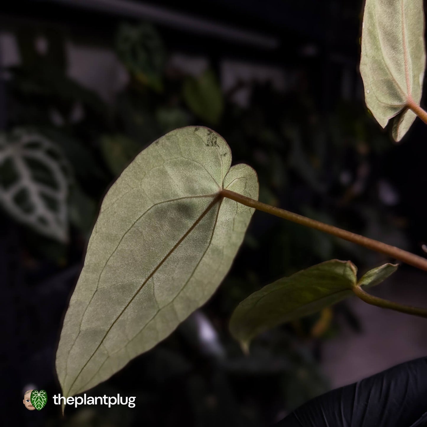 Anthurium 'Michelle' x 'Black Widow'
