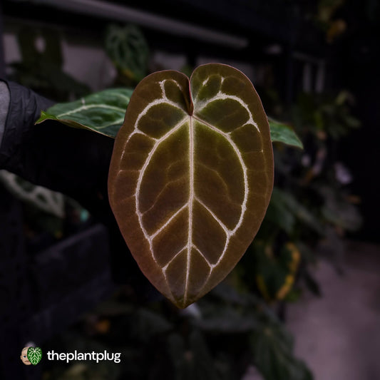 Anthurium 'Michelle' x 'Black Widow'