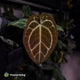 Anthurium 'Michelle' x 'Black Widow'