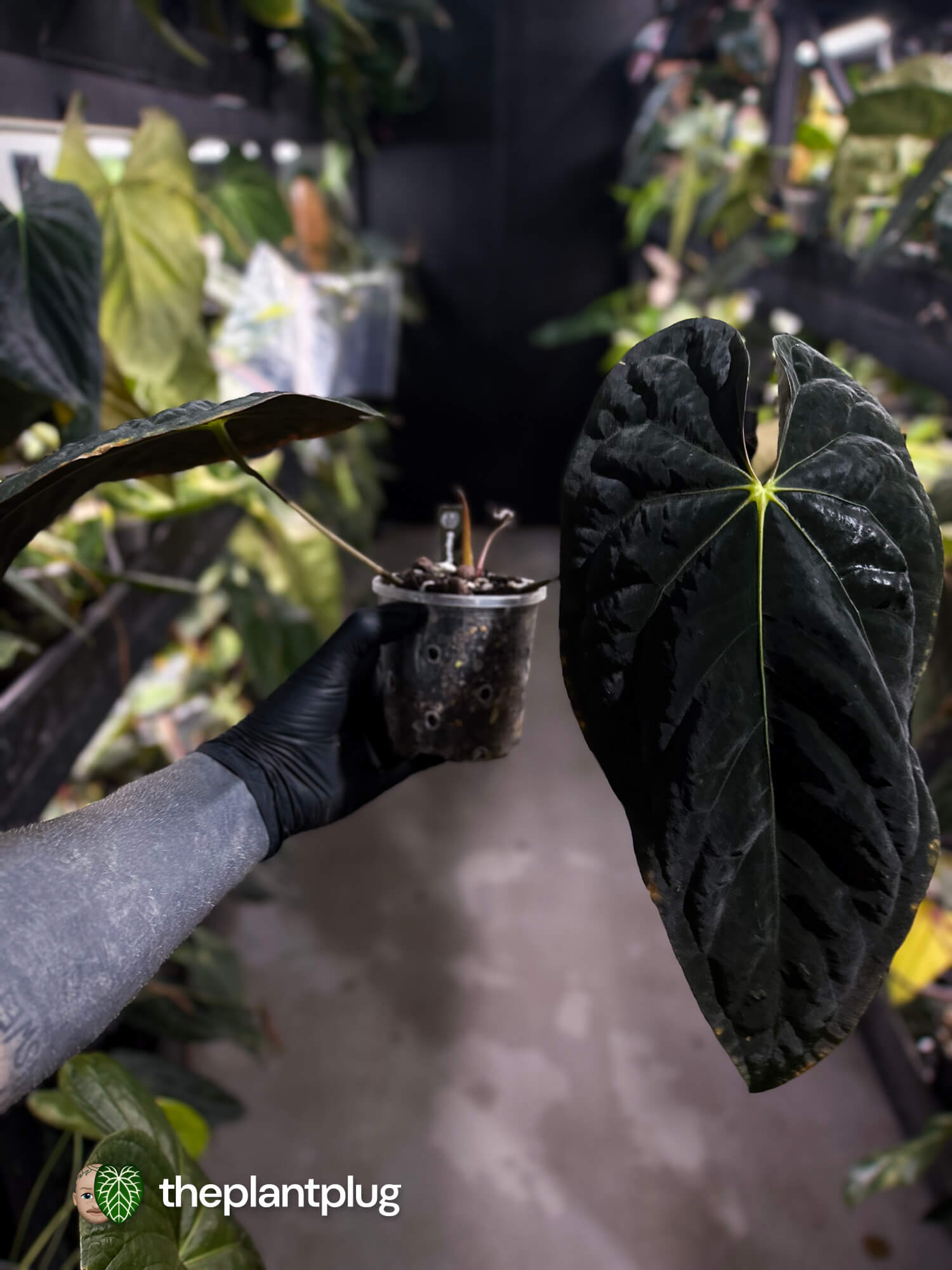 Anthurium #Baphomet • select holdback 🖤