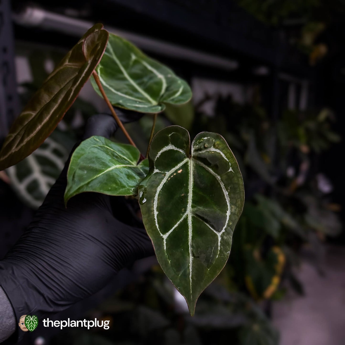 Anthurium 'Michelle' x 'Black Widow'