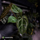 Anthurium 'Michelle' x 'Black Widow'