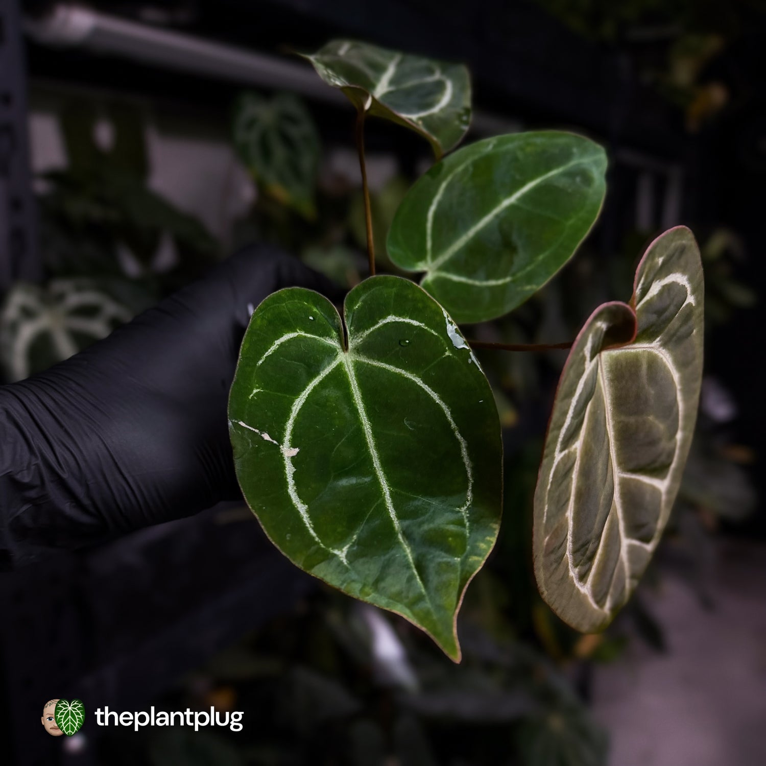 Anthurium 'Michelle' x 'Black Widow'
