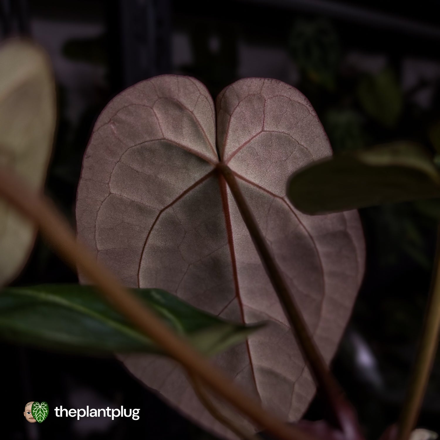 Anthurium 'Michelle' x 'Black Widow'
