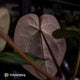 Anthurium 'Michelle' x 'Black Widow'