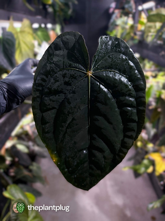 Anthurium papillilaminum 'red abaxial' x dressleri • select holdback