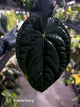 Anthurium papillilaminum 'red abaxial' x dressleri • select holdback