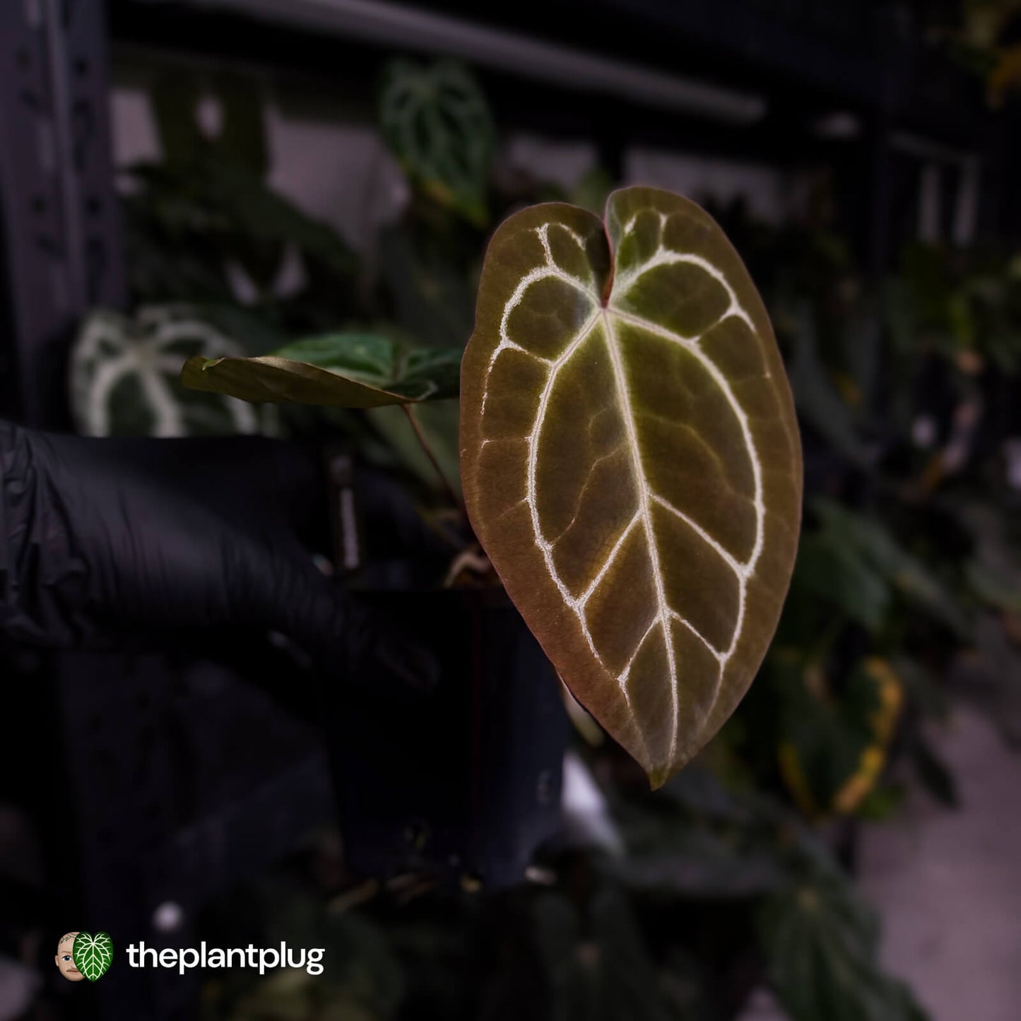 Anthurium 'Michelle' x 'Black Widow'