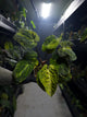 Anthurium 'dark complex' x (papillilaminum x dressleri) • variegated neotenous mutation