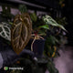 Anthurium 'Michelle' x 'Black Widow'