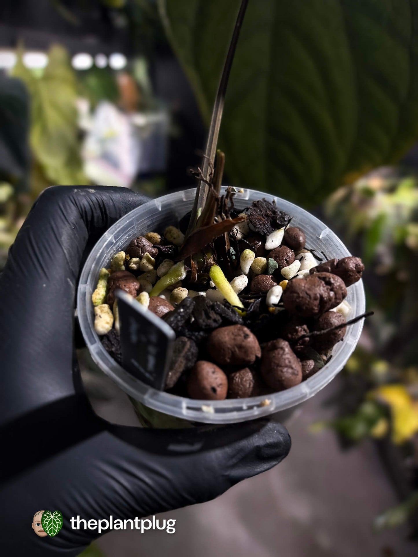 Anthurium papillilaminum 'red abaxial' x dressleri • select holdback