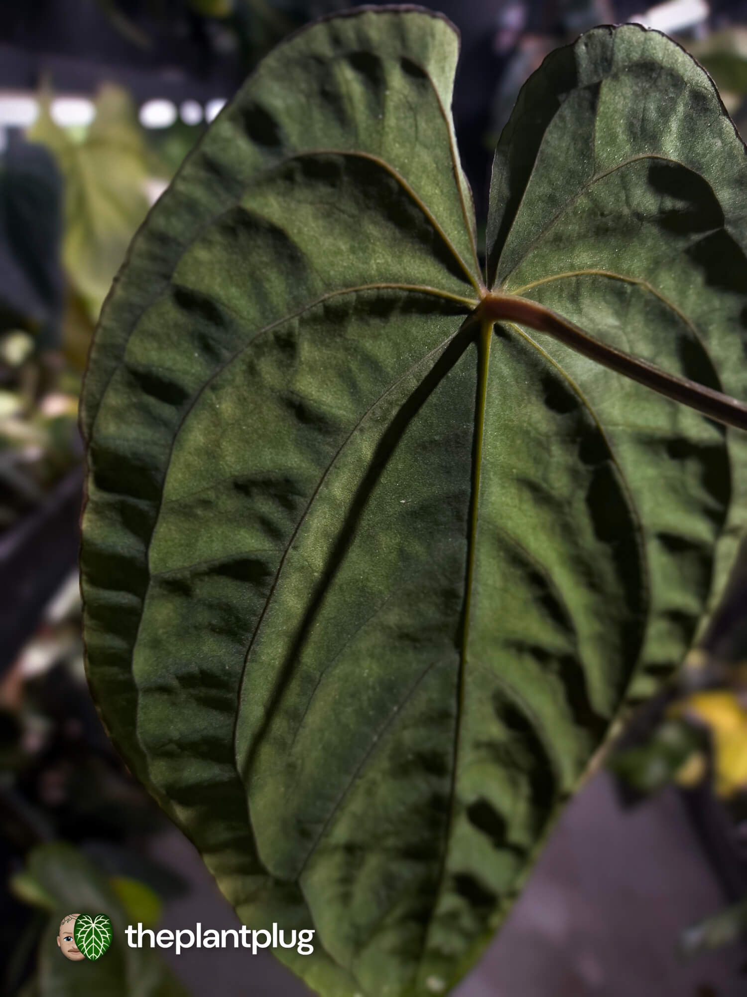 Anthurium papillilaminum 'red abaxial' x dressleri • select holdback