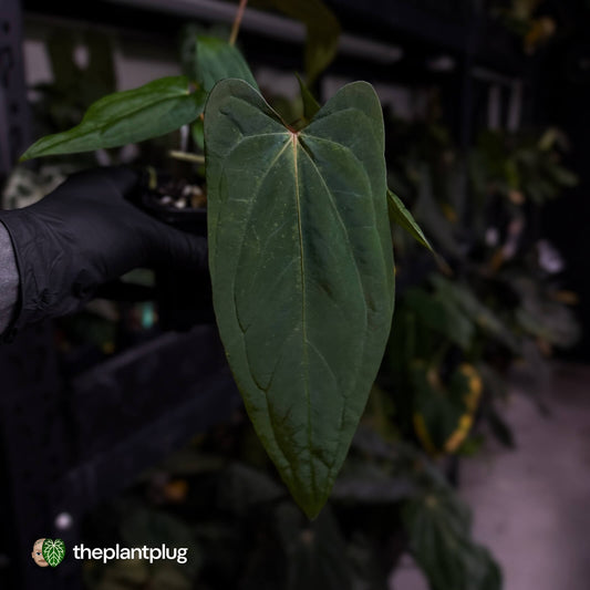 Anthurium 'Twin Phoenix' x (subsignatum x papillilaminum)