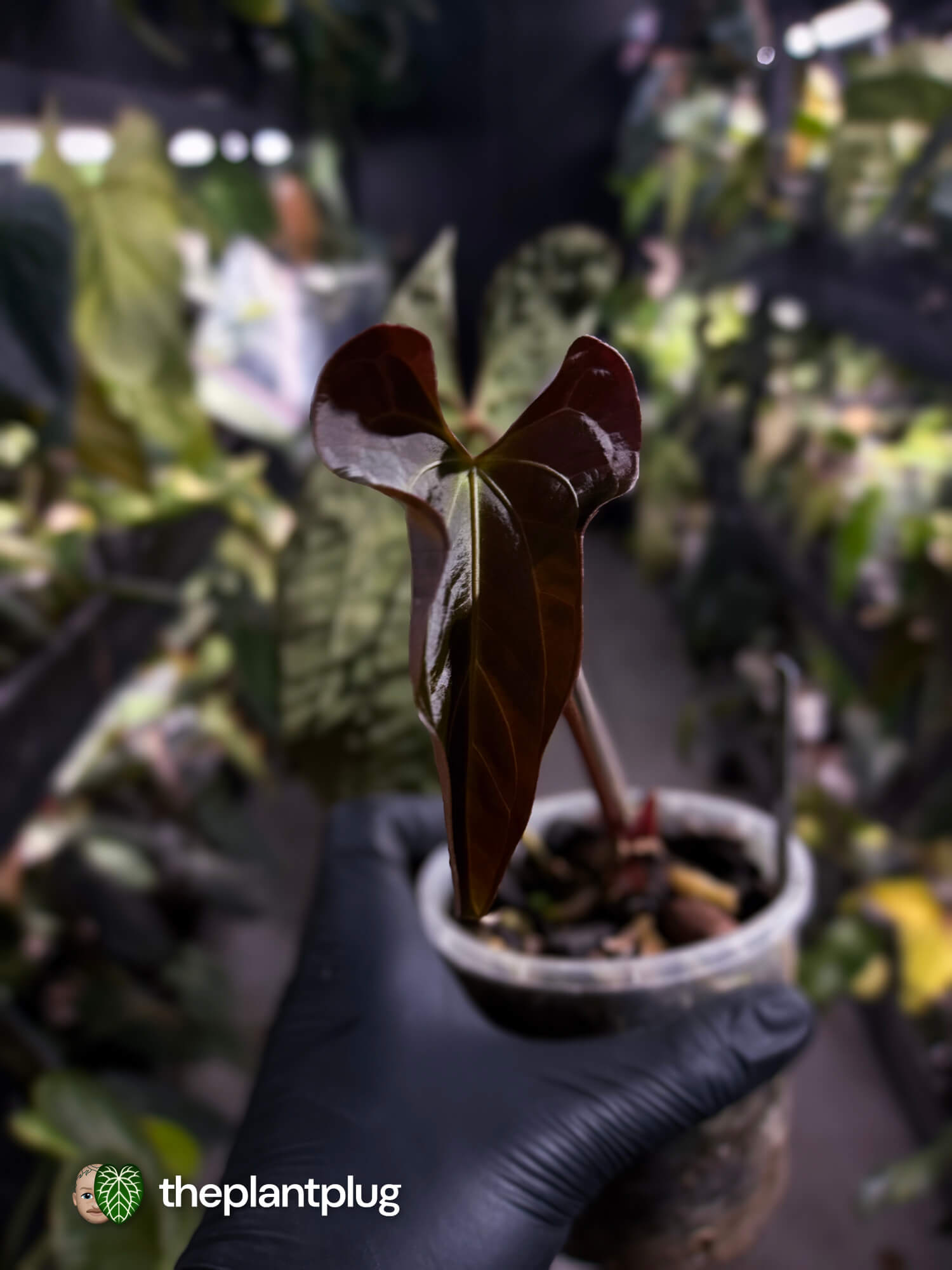 Anthurium #AndrasDagger • papillilaminum x besseae aff • select holdback