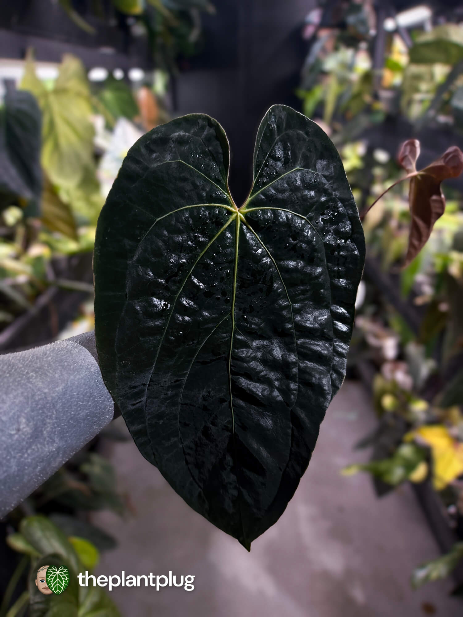 Anthurium #AndrasDagger • papillilaminum x besseae aff • select holdback