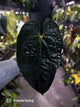 Anthurium #AndrasDagger • papillilaminum x besseae aff • select holdback
