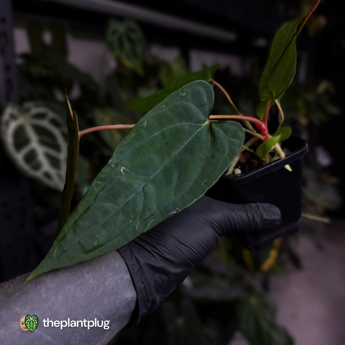 Anthurium 'Twin Phoenix' x (subsignatum x papillilaminum)