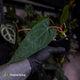 Anthurium 'Twin Phoenix' x (subsignatum x papillilaminum)