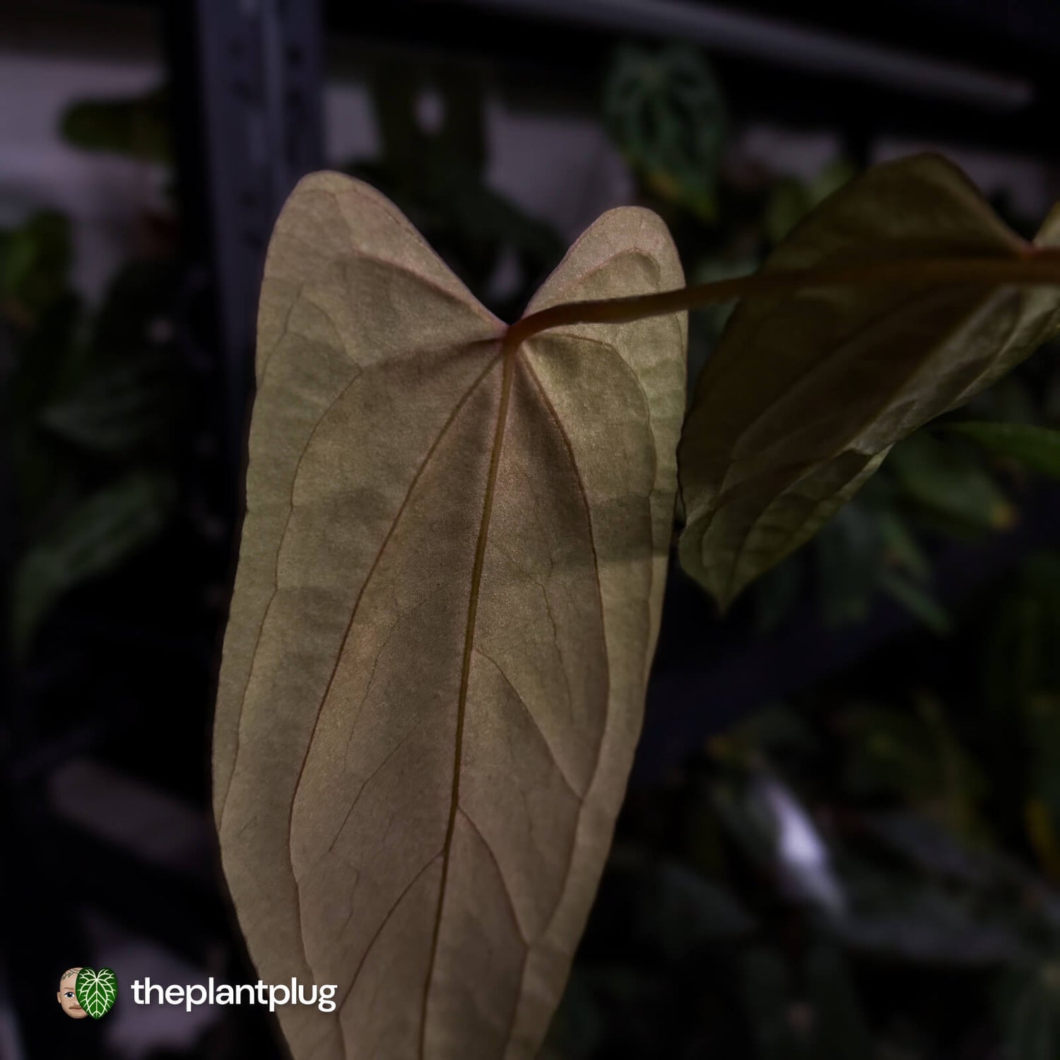 Anthurium 'Twin Phoenix' x (subsignatum x papillilaminum)