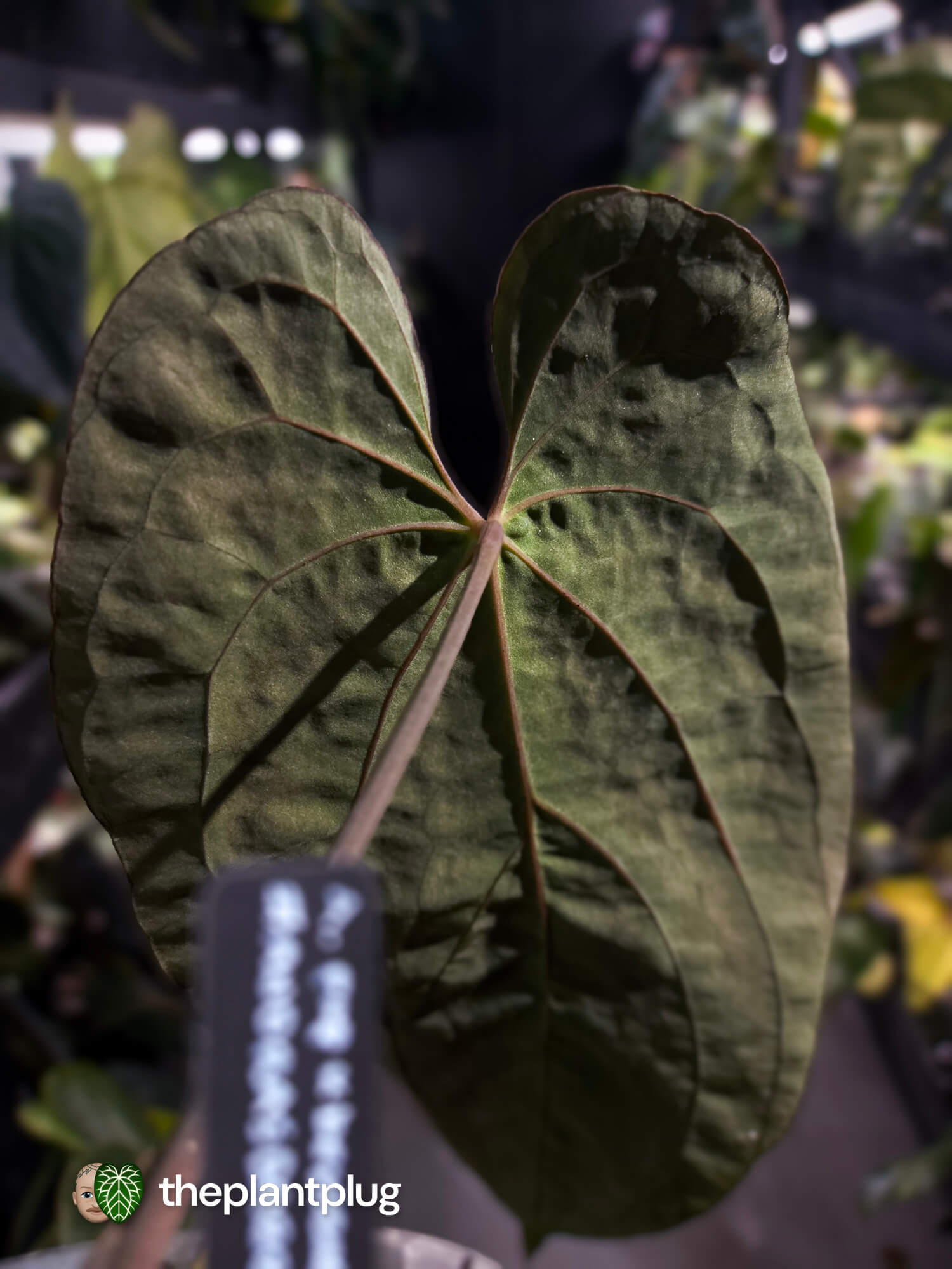 Anthurium #AndrasDagger • papillilaminum x besseae aff • select holdback