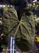 Anthurium #AndrasDagger • papillilaminum x besseae aff • select holdback